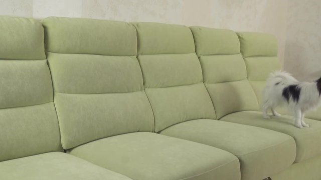 Young dog breeds Papillon Continental Toy Spaniel dog catches big ball and plays stock footage video