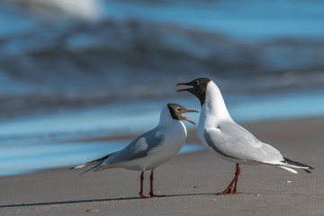 Obraz premium Black-headed gulls on the beach, with a beautiful blue background of the sea. Concept: animals or travel