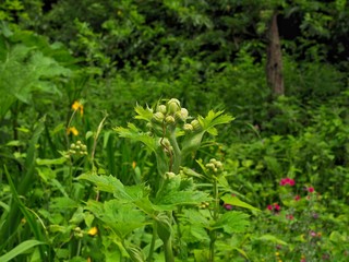Wetland Garden