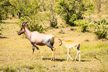 Topi and his baby grazing in the savannah of Masai Mara Park in Kenya