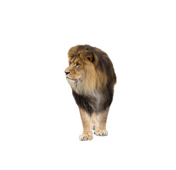 lion looking at white background isolated