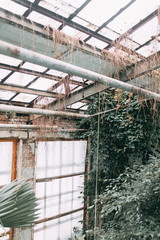 old greenhouse, in European style, stone and glass walls covered with greenery