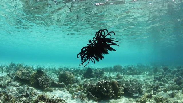 A Crinoid Swims Over a Shallow Reef in Raja Ampat