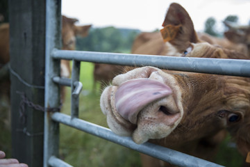 Nosy cows in Belgium