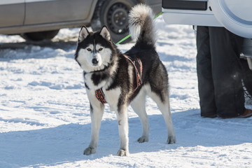 husky dogs on winter races