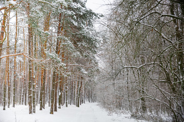 road through frozen forest with snow