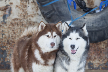 Fototapeta premium husky dogs on winter races