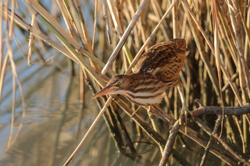tarabusino