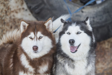 husky dogs on winter races
