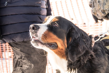 a sennenhund dog portrait