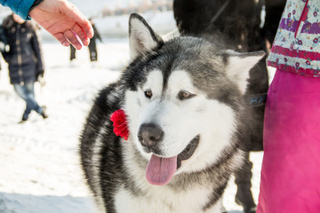 husky dogs on winter races