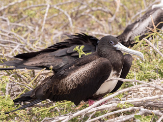 Female Magnificent frigatebird, Fregata magnificens, on the nest, North Seymour, Galapagos, Ecuador