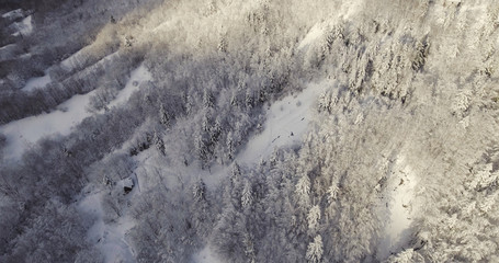 Aerial, beautiful trees under the snow in the wood