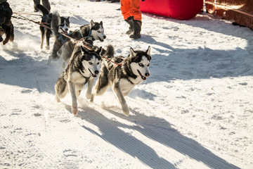 husky dogs on winter races