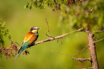 European bee eater sitting on s branch