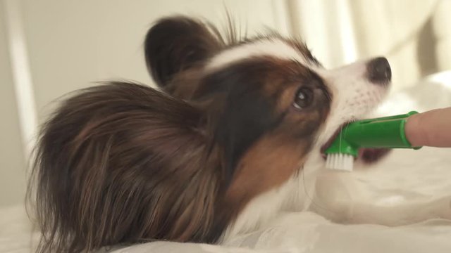 Young dog breeds Papillon Continental Toy Spaniel brushes teeth with toothbrush stock footage video