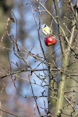 Blue Tit sitting on an apple on a tree.