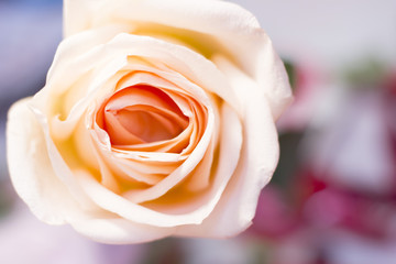 The concept of Love, Wedding, Anniversary, Birthday with a pale cream rose in a close up, light blurred backgriund