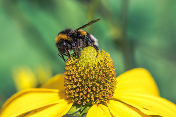 Insects frolic on colorful flowers to suck nectar. Bees or bumblebees are very important for...