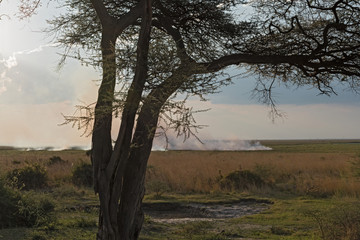 Fototapeta na wymiar Steppe fire on the Chobe River in Botswana