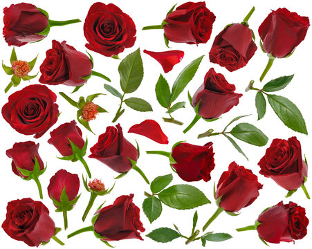 Red rose buds leaves and petals at various angles on white background