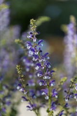 Perennial Herb with Beautiful Purple Efflorescence in the Garden