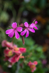 Viola Flowers in a Garden, Flowering Plants
