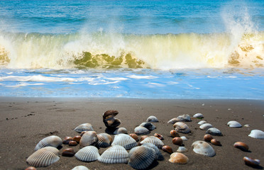 Sea shells on sand background with strong sea wave