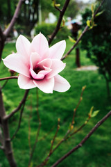 Magnolia flower blossoming against a green background.