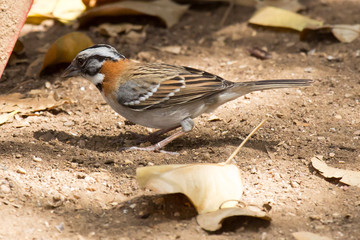Spatz auf sandigem Boden
