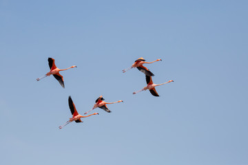 Flamingo in der Karibik (Niederländische Antillen/Curacao)