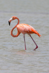 Flamingo in der Karibik (Niederländische Antillen/Curacao)