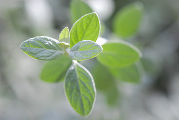 Green fresh peppermint leaves, close up.