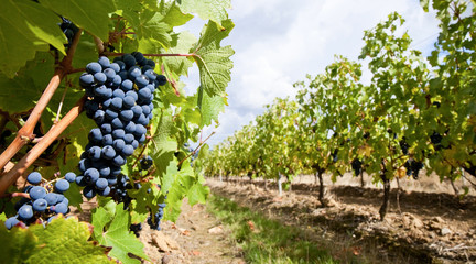 Raisin et vigne en Anjou > Maine et Loire > France