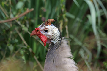 Helmeted guineafowl