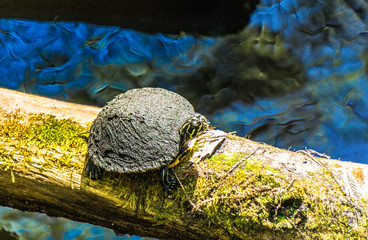 Florida Wildlife Alligators and Turtles