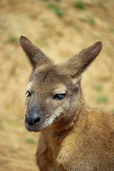 Red necked wallaby