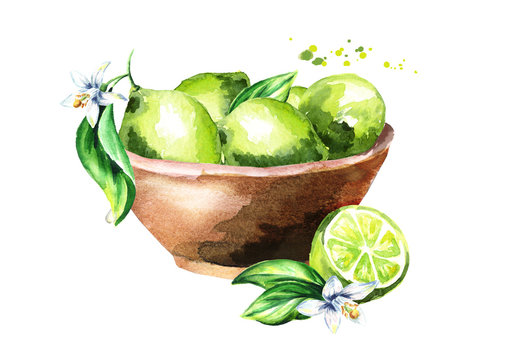 Bowl with lime fruits. Watercolor hand drawn illustration