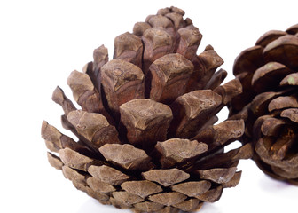 Pine cones isolated on white background .
