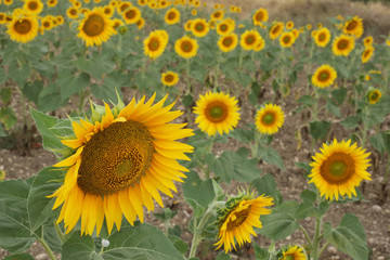 Field of sunflowers