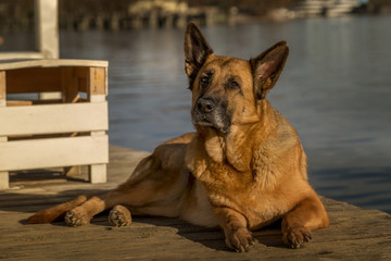 Deutscher Schäferhund am Starnberger See
