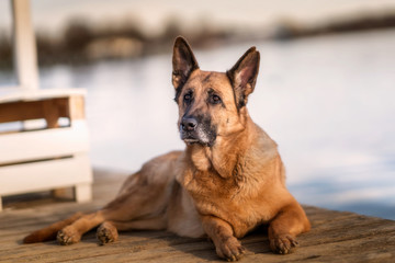 Deutscher Schäferhund am Starnberger See