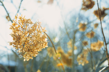 dry hydrangeas flowers. blurred background of hydrangeas. Copy space for your text