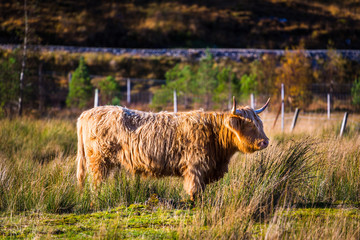 Obraz premium Highland cattle in Scottish countryside