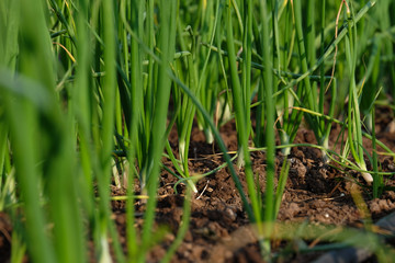 onion farm field, Maharashtra, India