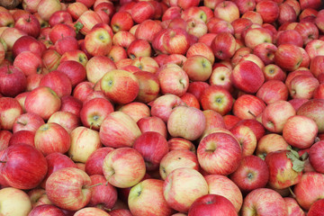 Red and yellow apples