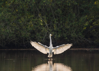 Light on the bird