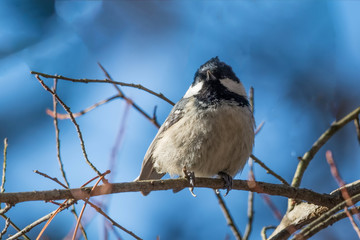 Coal tit (Periparus ater) on branch. Small woodland bird in the family Paridae