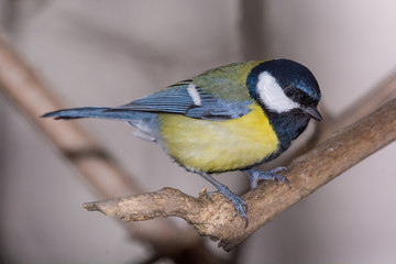 Obraz premium The great tit (Parus major) is a passerine bird in the tit family Paridae