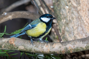 The great tit (Parus major) is a passerine bird in the tit family Paridae